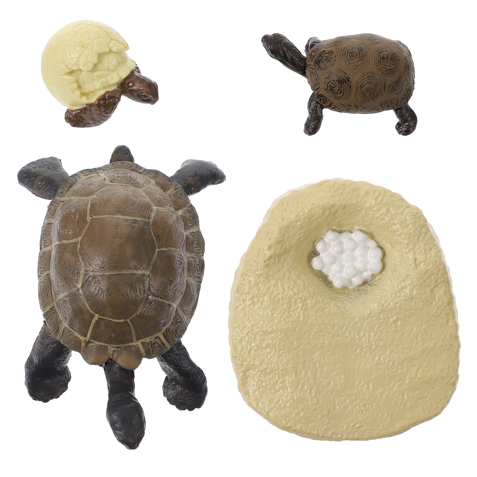 Kids Education World - 1Set Realistic Tortoise Development Stage Models