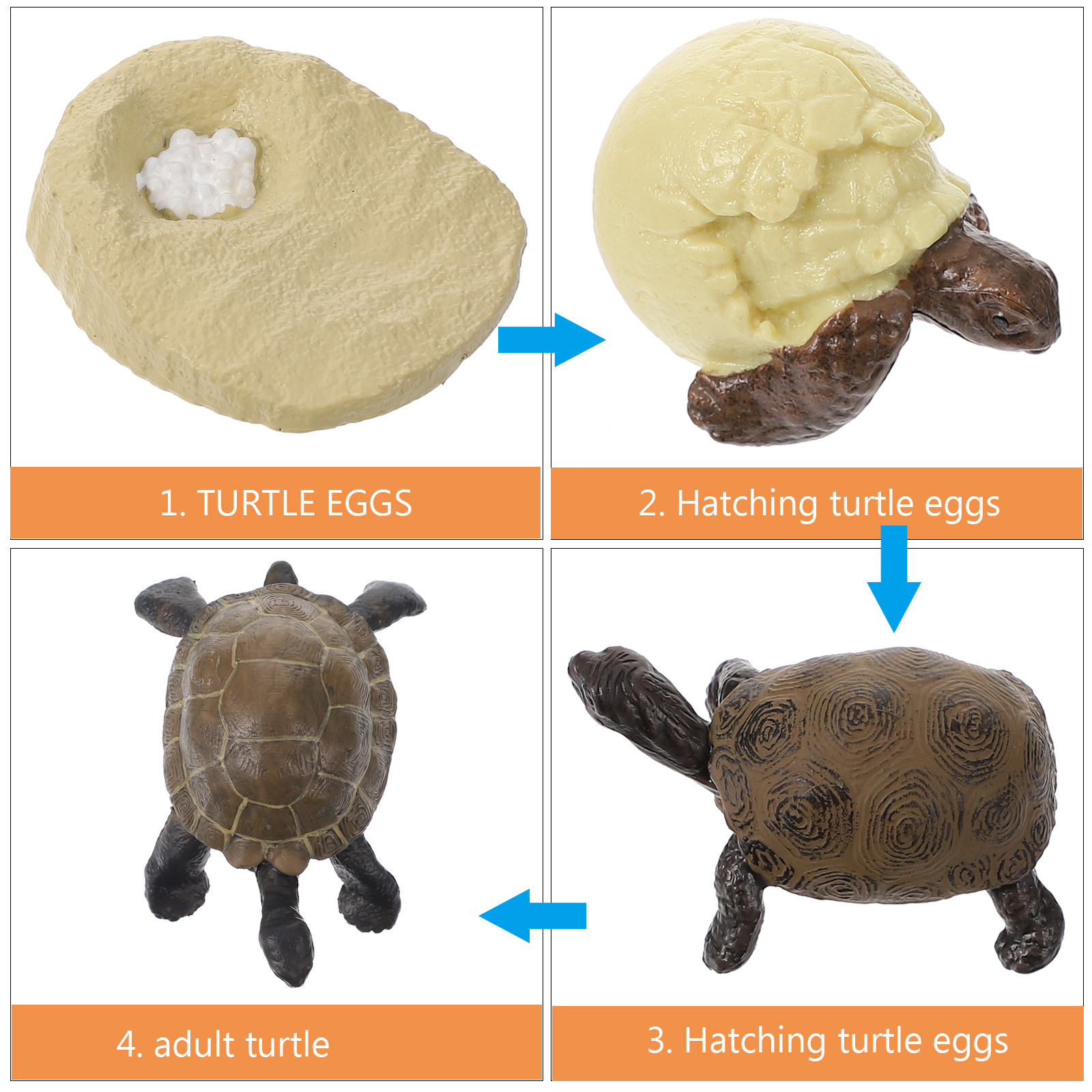 1Set Realistic Tortoise Develo - Kids Education World recension och pris