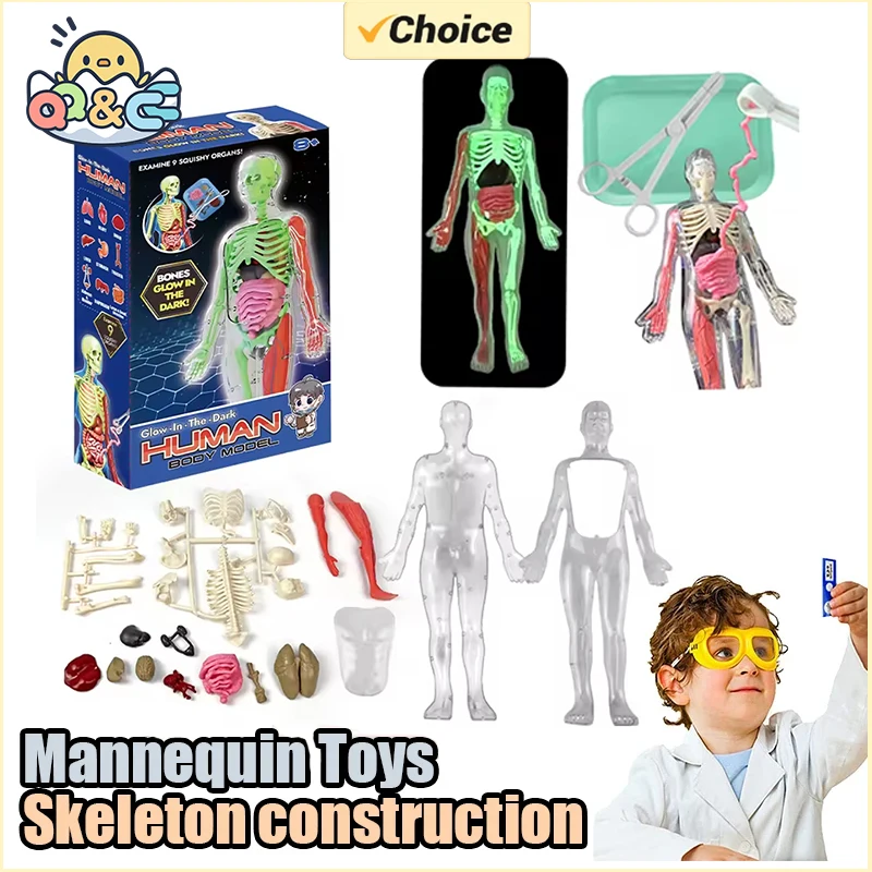 Human Skeleton Organ Anatomy B - Kids Nature Education recension och pris