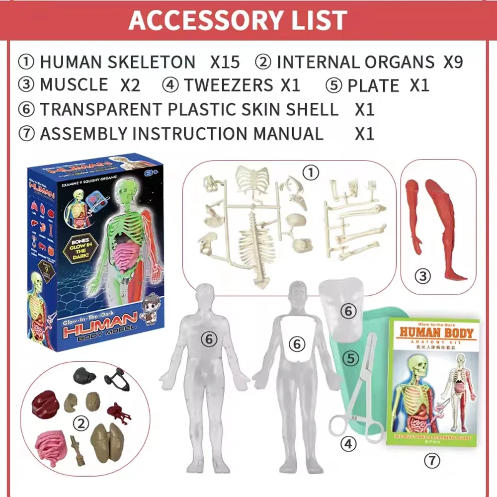 Human Skeleton Organ Anatomy B - Kids Nature Education recension och pris